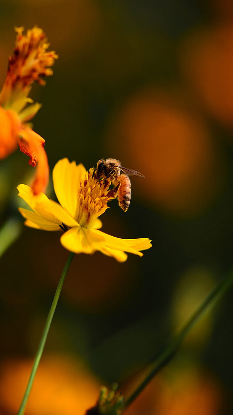 Bee, honey, HD phone wallpaper