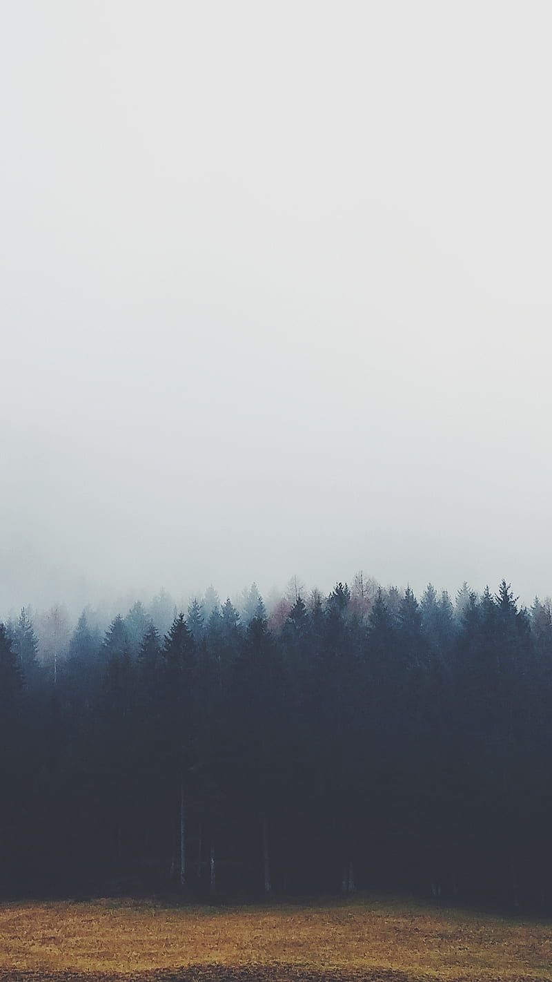 Misty Forest, Nature, upload, inspire, HD phone wallpaper