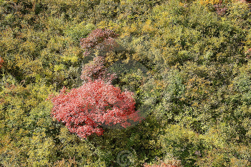 shrub of autumn, red, forest, autumn, leaves, green, plants, shrub, trees, HD wallpaper