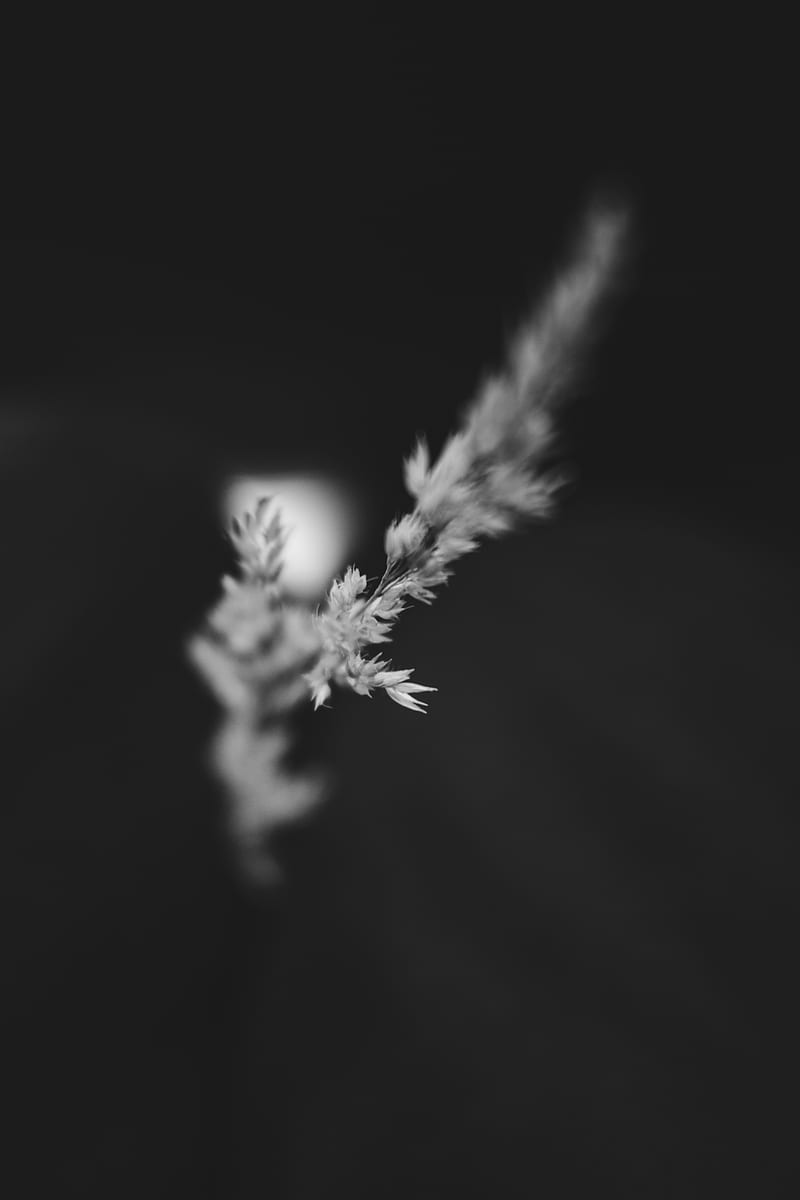 White Flower In Black Background Hd
