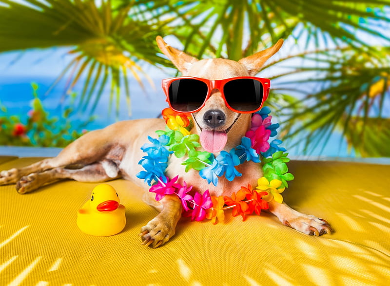 :-), colorful, holiday, vacancy, paw, toy, tongue, sunglasses, summer, flower, dog, HD wallpaper