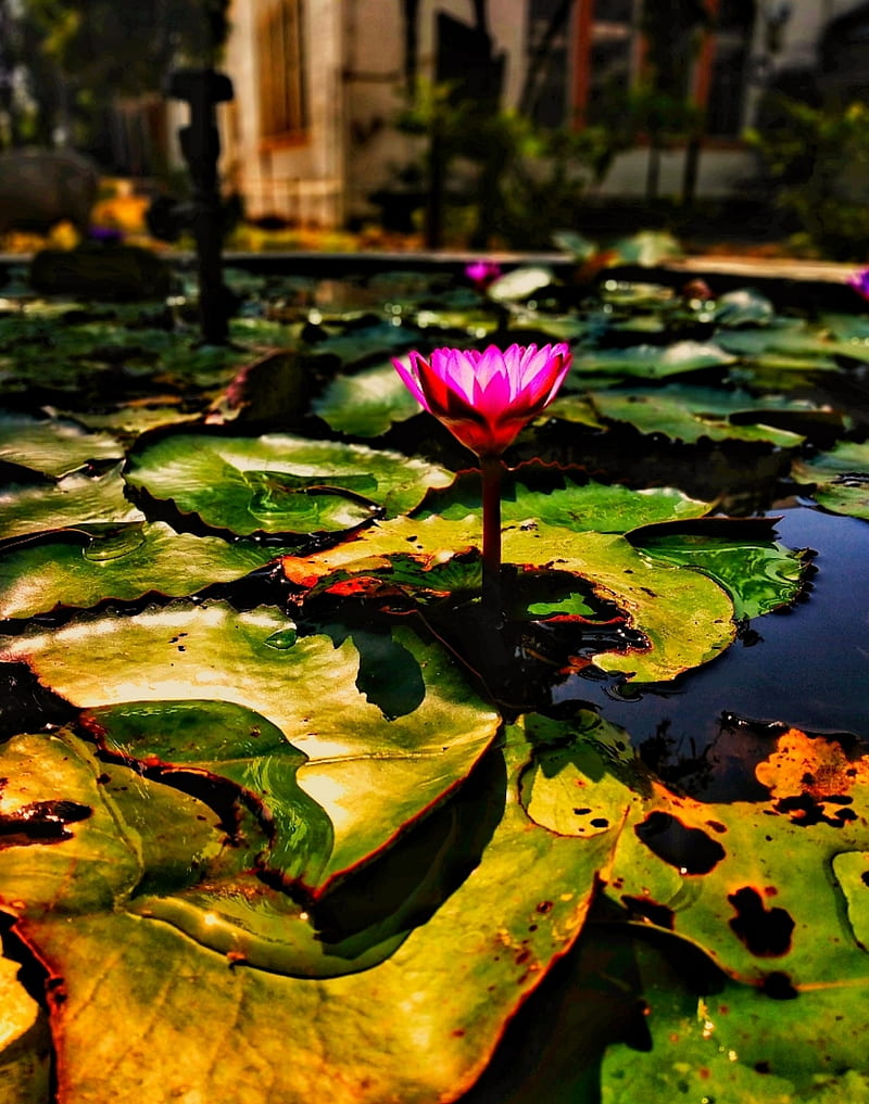lotus, water lily, flower, water, leaves, HD phone wallpaper