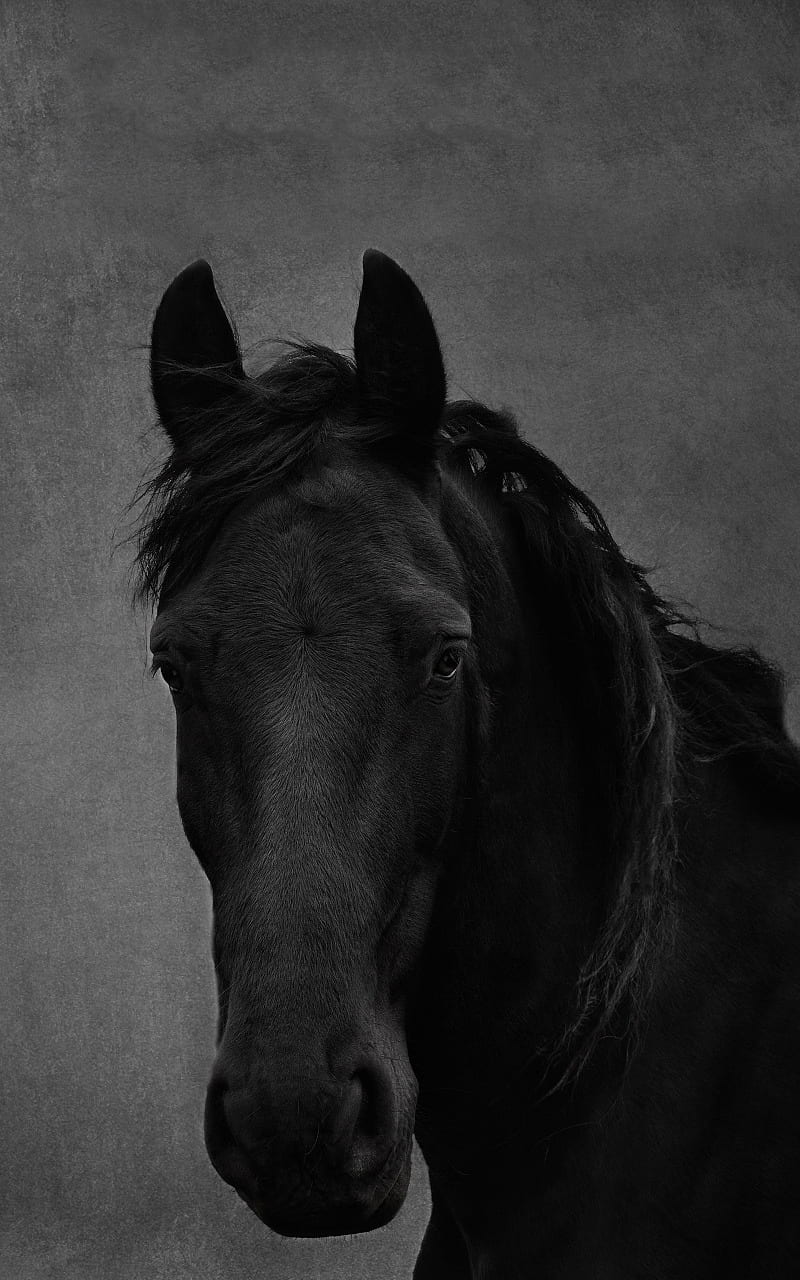 Black horse, head, HD phone wallpaper