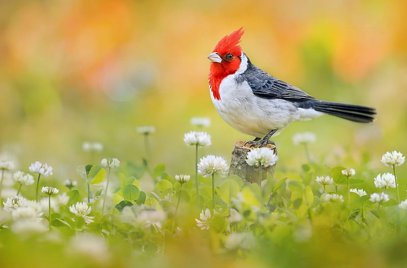 Cardinal, red, black, krasnopolie cardinaleway bunting, green, bird, flower, white, field, HD wallpaper