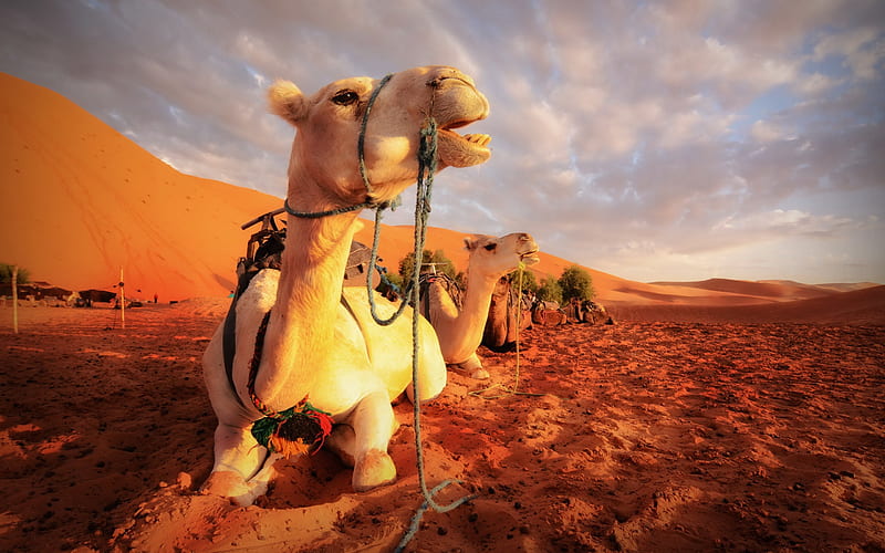 camels, Egypt, sunset, desert, evening, sand, hiking, camel rides, HD wallpaper