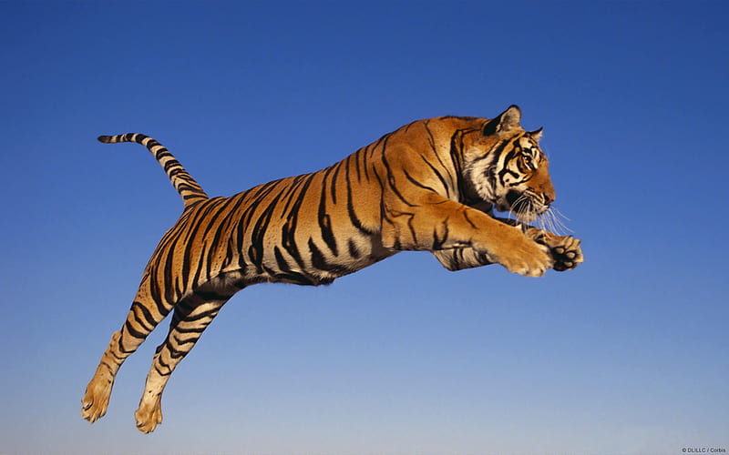 Bengal tiger-Animal World graphy, HD wallpaper