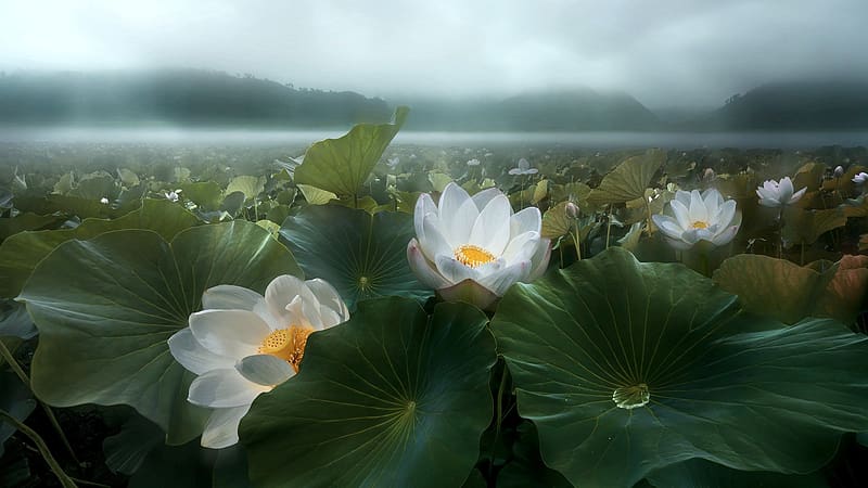 Lotus Flowers At Morning Fog, forest, lake, blossoms, leaves, clouds, sky, HD wallpaper