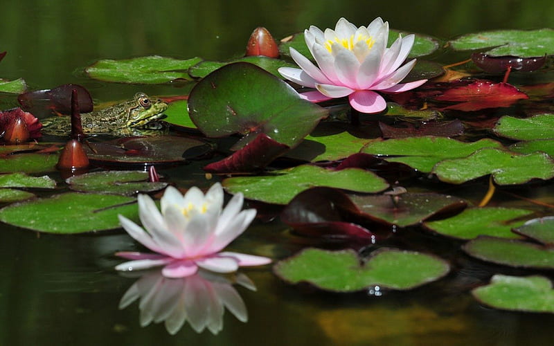 FROG IN LILY POND., pond, frog, lilies, flowers, HD wallpaper