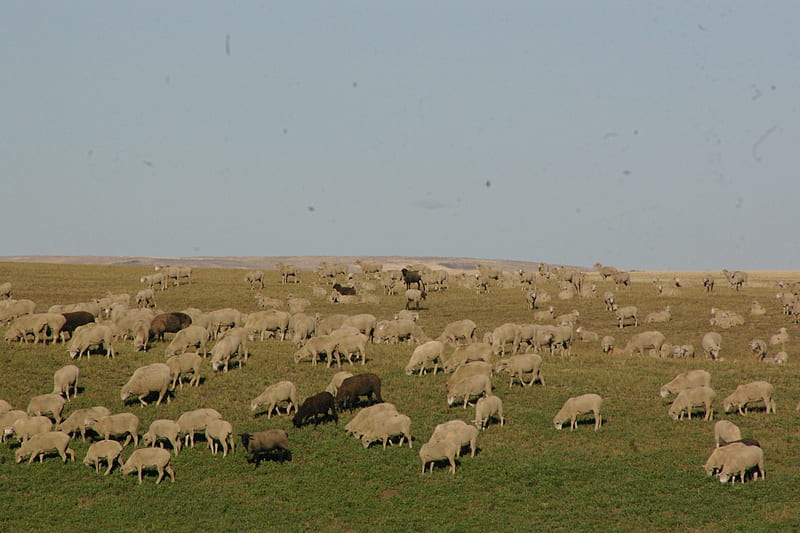 Sheepherding; Swan Valley, Idaho October 2016, Wool, Meat, Fields, Farm Animals, Basque, Knitting, HD wallpaper
