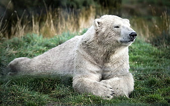 HD wallpaper Bear Zoo Enclosure bear enclosure one animal animals in  the wild  Wallpaper Flare