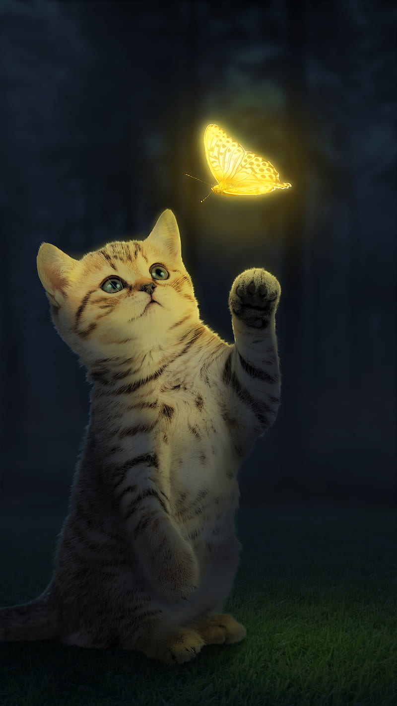 Attractive Creature, animal, butterfly glow, cat, cute, cute cat ...