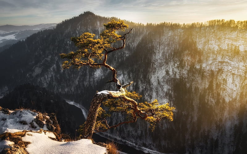 winter, mountain, tree, river, valley, snow, HD wallpaper