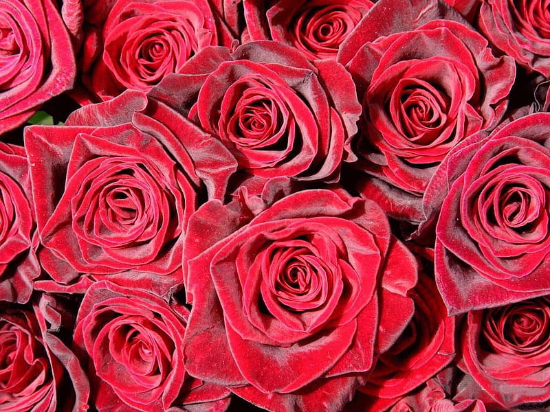 Lots of Roses, red, flowers, nature, roses, alot, many, HD wallpaper