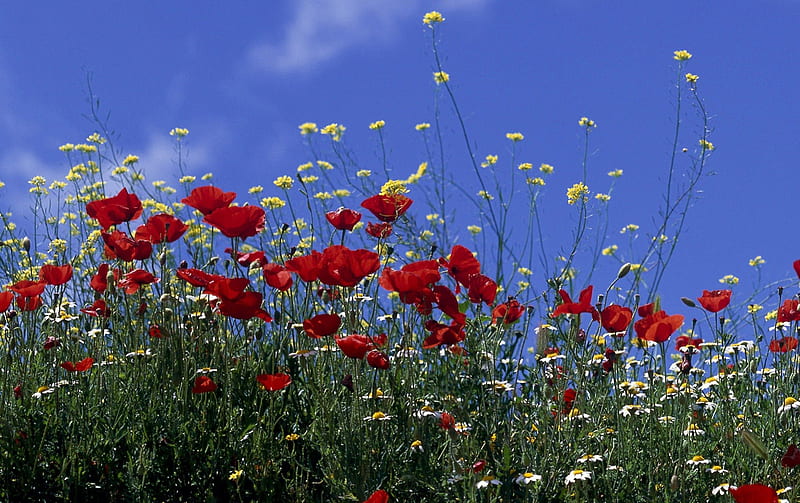 Wild Flowers, daisies, sky, poppies, field, HD wallpaper