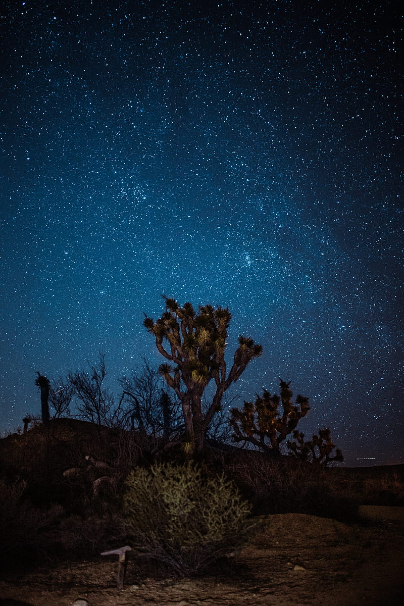 yucca, starry sky, night, desert, HD phone wallpaper
