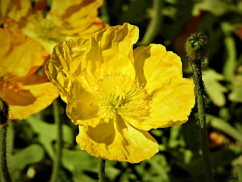 Yellow Poppy, poppy, pretty, bright, flower, HD wallpaper | Peakpx