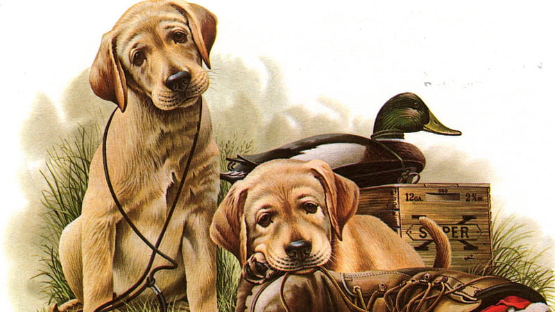 duck hunting dog wallpaper