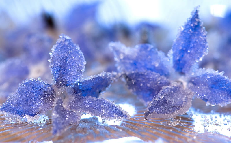 Frozen, flower, ice, blue, winter, HD wallpaper