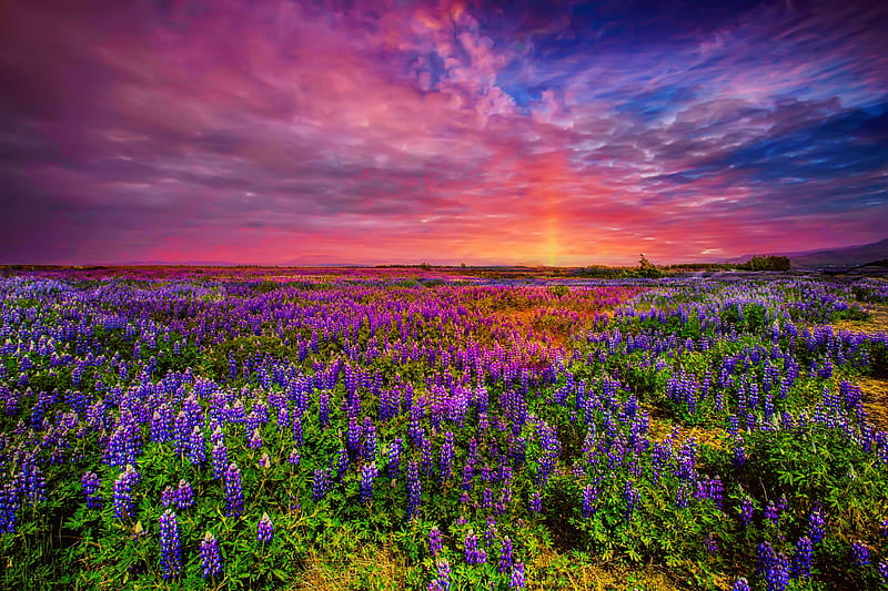 Lupine flowers in Iceland, colorful, flowers, sunset, bonito, sky, lupine, Iceland, field, HD wallpaper