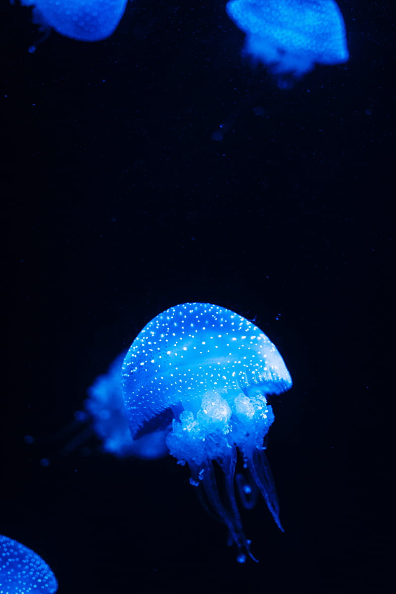 jellyfish, blue, glow, underwater world, sea, HD phone wallpaper