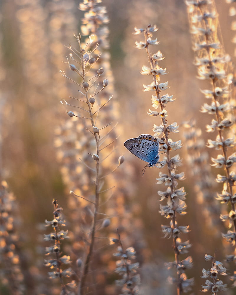 butterfly, blue, insect, flowers, summer, HD phone wallpaper