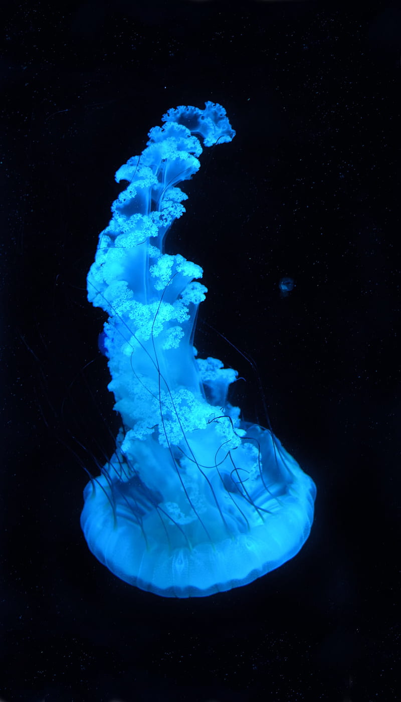 Jellyfish, black, blue, dark, fish, jelly, light, neon, oceons, octo, sea, HD phone wallpaper