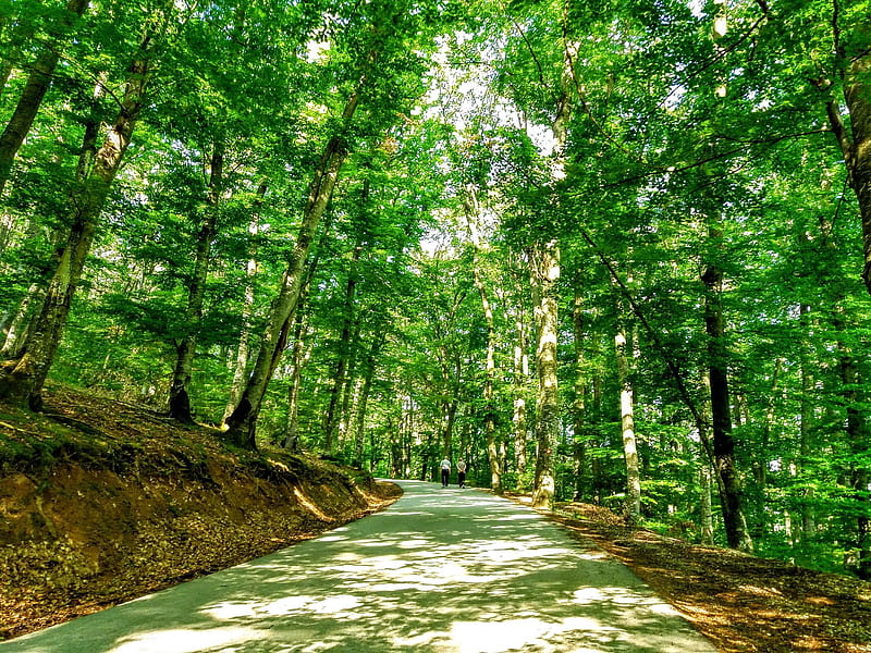 beautiful sunny day in forest, Forest, Trees, People, Road, HD wallpaper