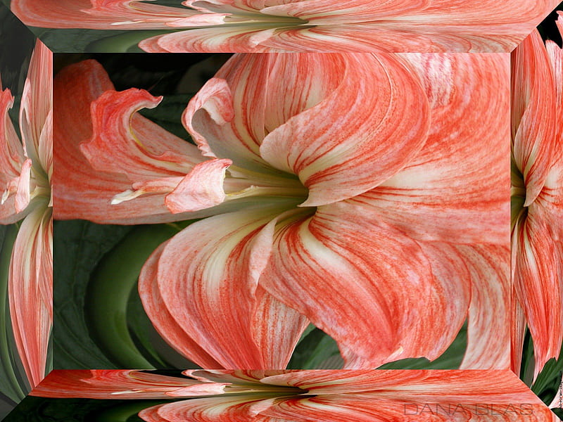 Amaryllis, flower, beauty, nature, framed, HD wallpaper