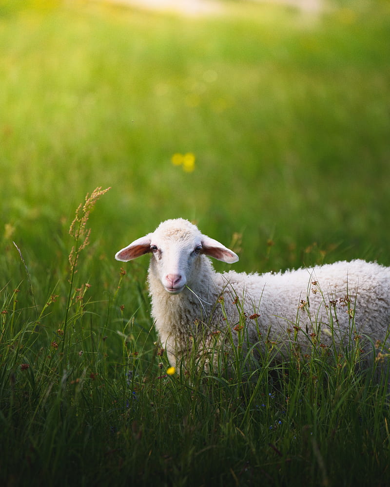 sheep on grass field, HD phone wallpaper
