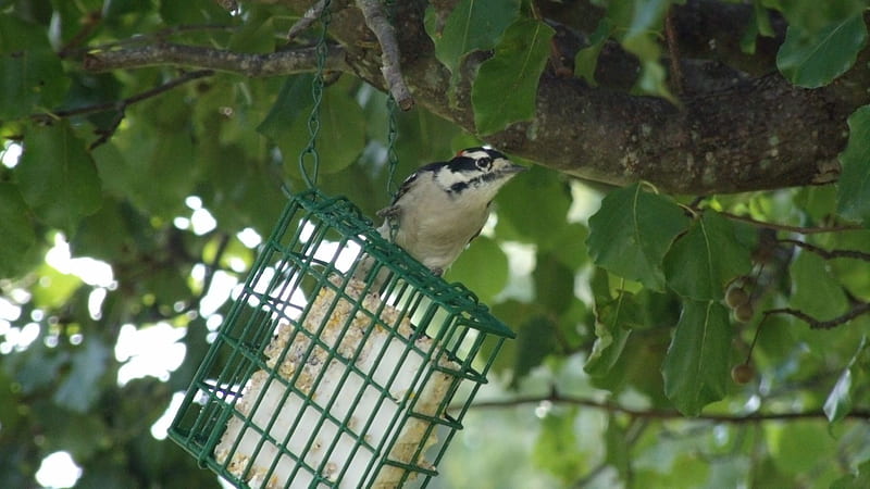Downy Woodpecker, birds, nature, feeder, woodpecker, HD wallpaper