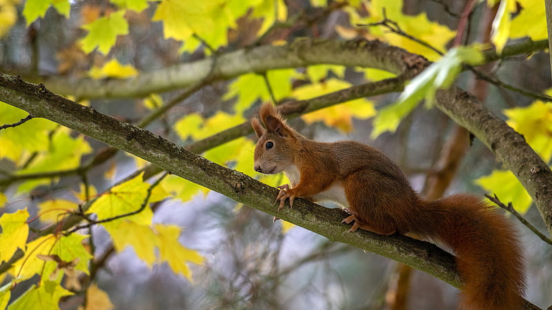 Cute Squirrel Is On Branch Of Tree Animals, HD wallpaper