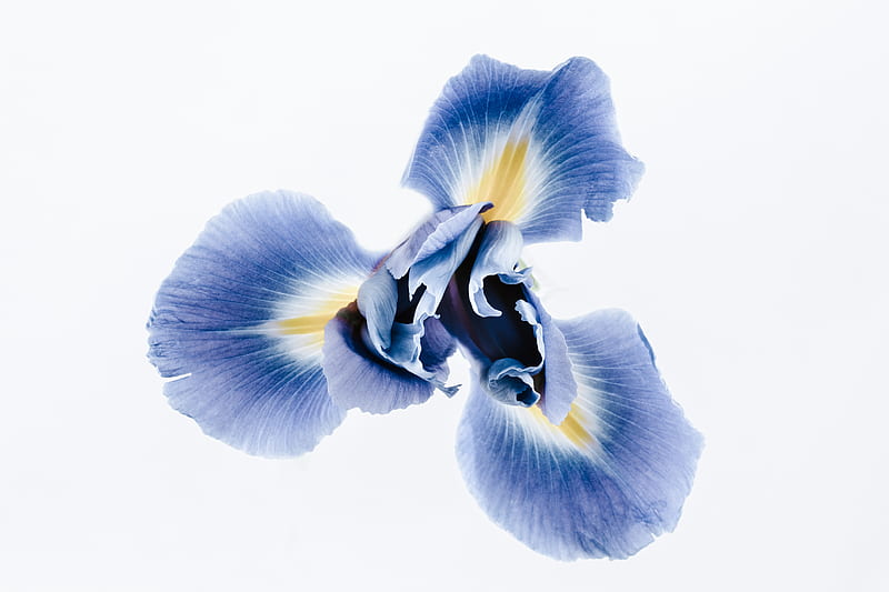 blue and yellow iris flower, HD wallpaper