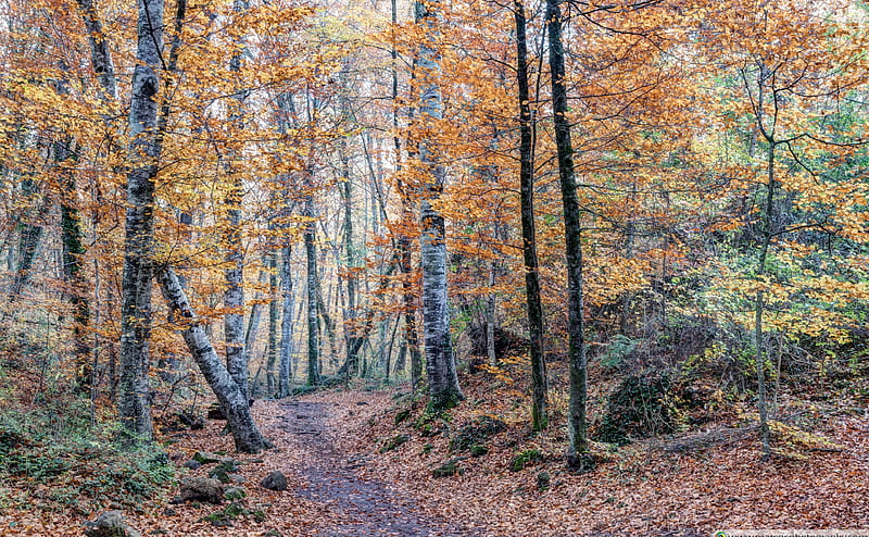 Looking for The Right Path Ultra, Nature, Forests, Landscape, Autumn, Yellow, Green, Sunny, Trees, Forest, Calm, Trail, Woods, Quiet, Peace, Outdoors, Fall, Peaceful, Woodland, Tranquil, Grove, pathway, Footpath, catalonia, catalunya, beechwood, garrotxa, lafagedadenjorda, HD wallpaper