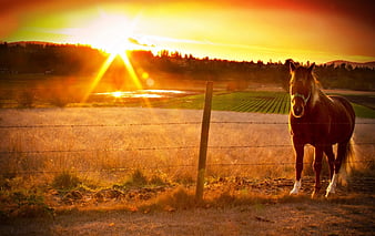 Horses and online Sunrays