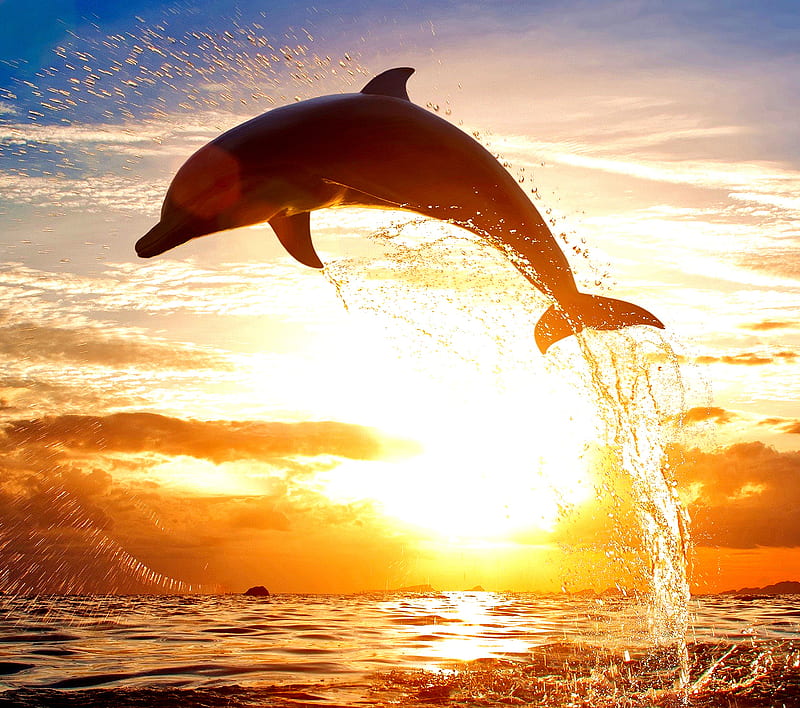 Dolphins new, sea, sun set, waves, HD wallpaper