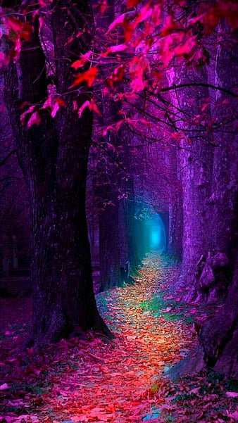 Fall, autumn, blue, leaves, light, pink, purple, season, tree, HD mobile wallpaper