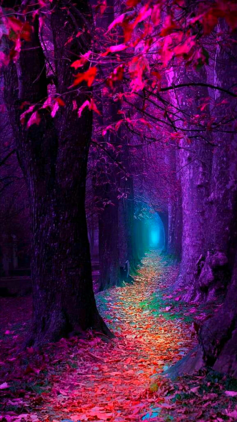 Fall, autumn, blue, leaves, light, pink, purple, season, tree, HD phone wallpaper
