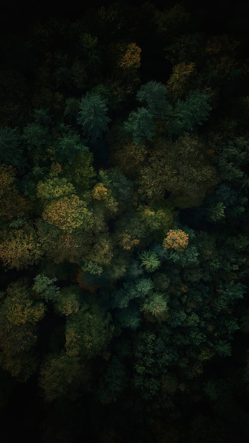 forest, aerial view, trees, treetops, green, HD phone wallpaper