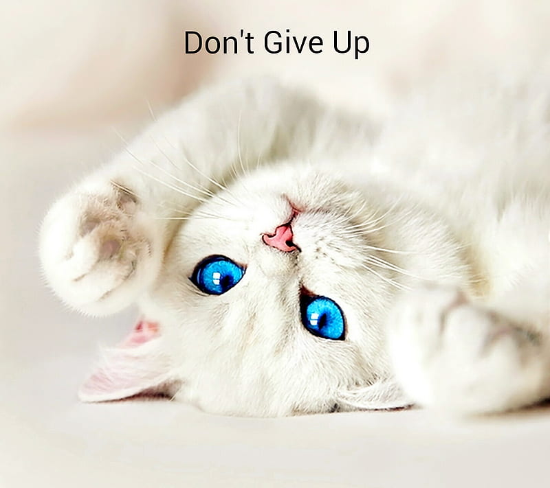 Hope Kitty, cat, dont give up, eyes, hope, kitty, HD wallpaper