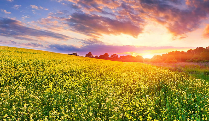 Spring Time, pretty, colorful, grass, yellow, bonito, sunset, clouds, green, beauty, lovely, view, colors, spring, sky, trees, yellow field, nature, field, landscape, HD wallpaper