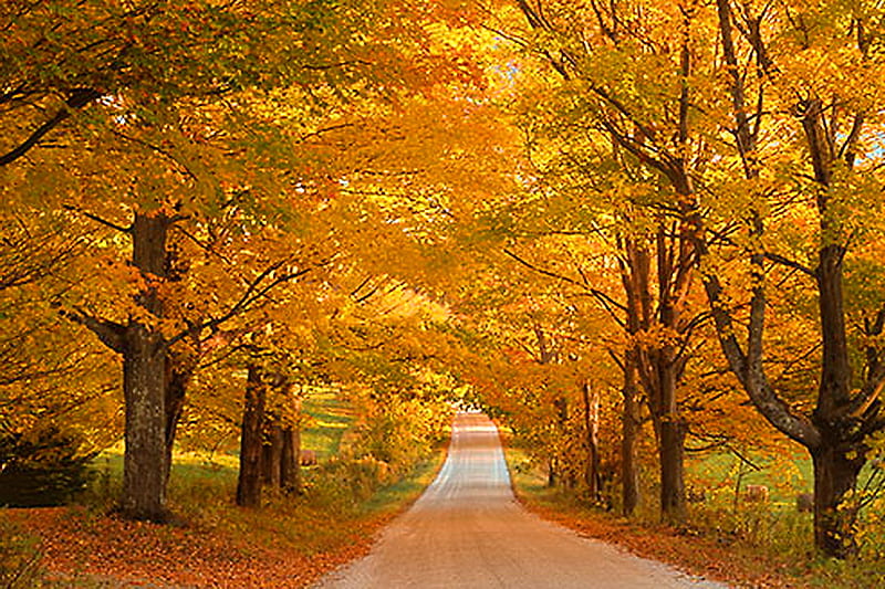 October gold, autumn, gold, leaves, orange, road, trees, HD wallpaper
