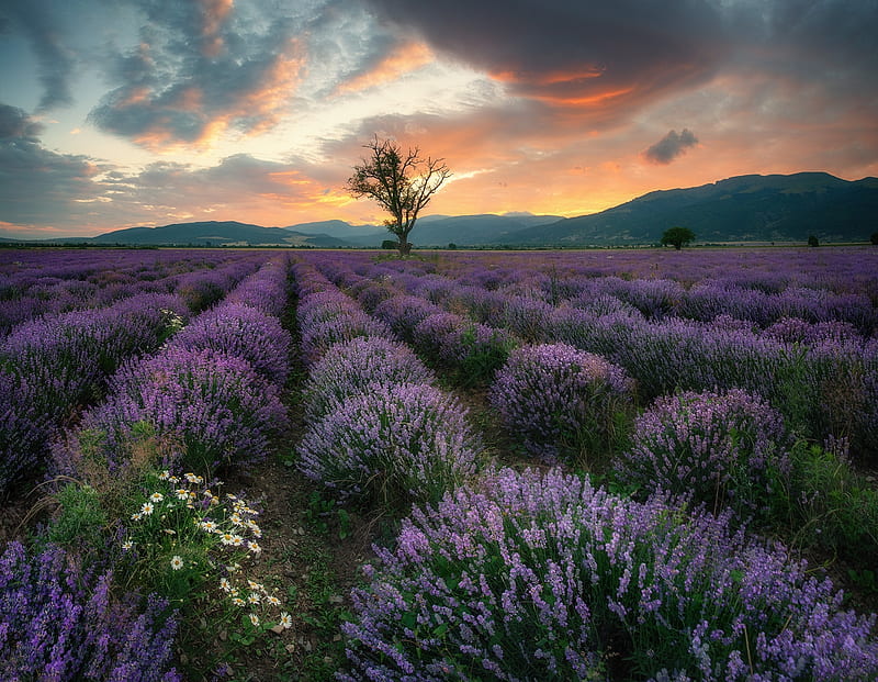 Flowers, Lavender, Field, Flower, Nature, Purple Flower, HD wallpaper