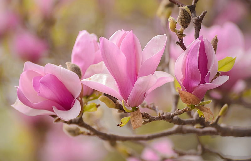 Magnolia, flowers, tree, branch, magnolias, Spring, HD wallpaper