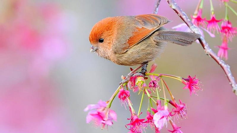 Beautiful Little Orange Brown Bird On Branch Of The Tree With Flowers Birds, HD wallpaper
