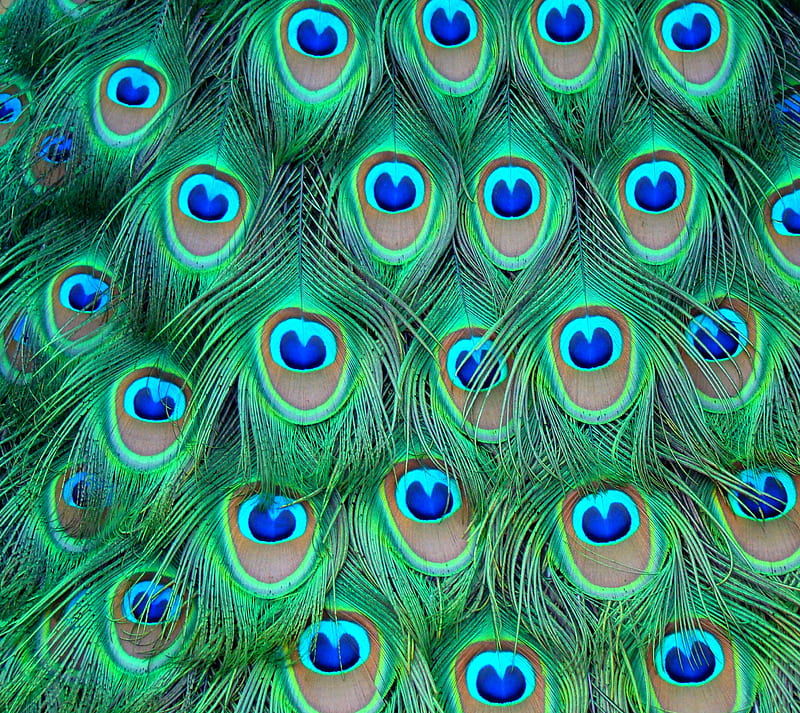 Peacock feather, art, abhilasha dhomse, paun, feather, peacock, black,  watyer, HD wallpaper | Peakpx