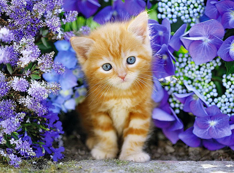 Kitty in the garden, fluffy, kitty, bonito, adorable, cat, sweet, cute, summer, flowers, garden, kitten, HD wallpaper