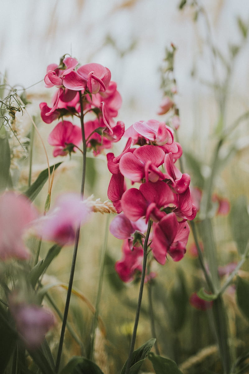 geranium, flowers, bloom, pink, blur, HD phone wallpaper