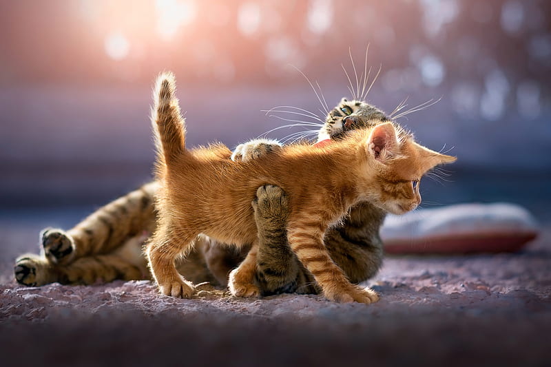 Cute Kittens, cat, kitten, animals, HD wallpaper
