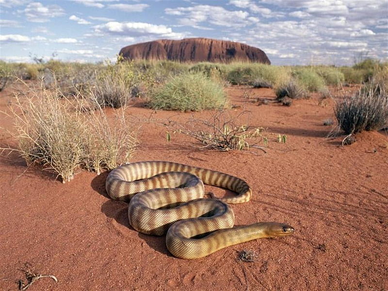 Uluru & Snake, australia, desert, uluru, snake, HD wallpaper