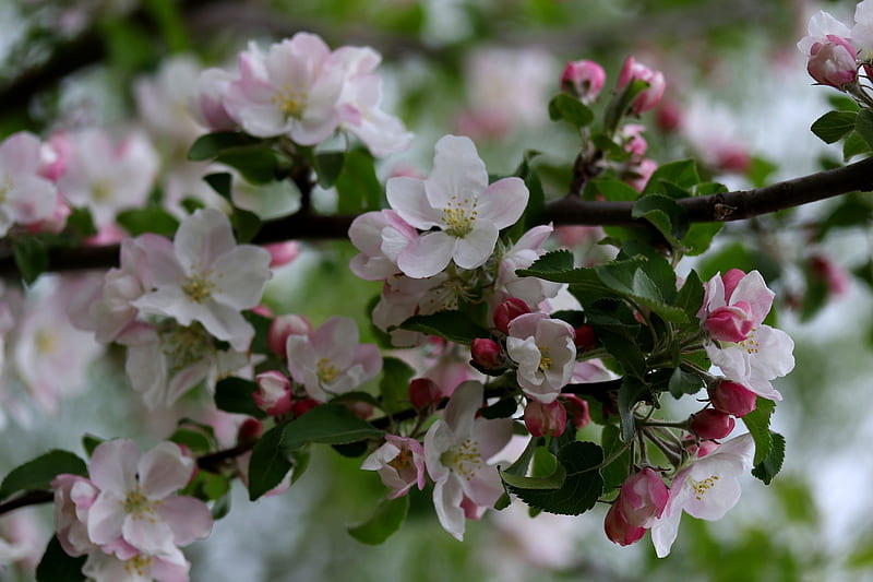 apple flower, pink petals, branches, tree, Flowers, HD wallpaper
